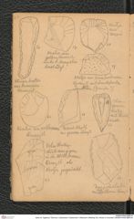 Seite 24, Tagebuch "Diluvium | Getzersdorf | Statzendorf | Willendorf | Mießling-Tal | Höhlen in Kremstal" (NHMW-PRAE-BBB-04)